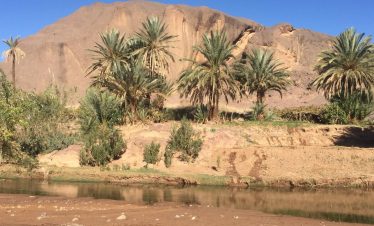 oasis